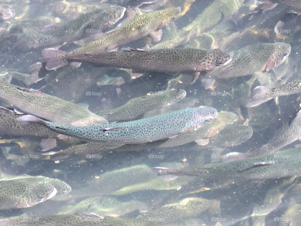 Trout at river