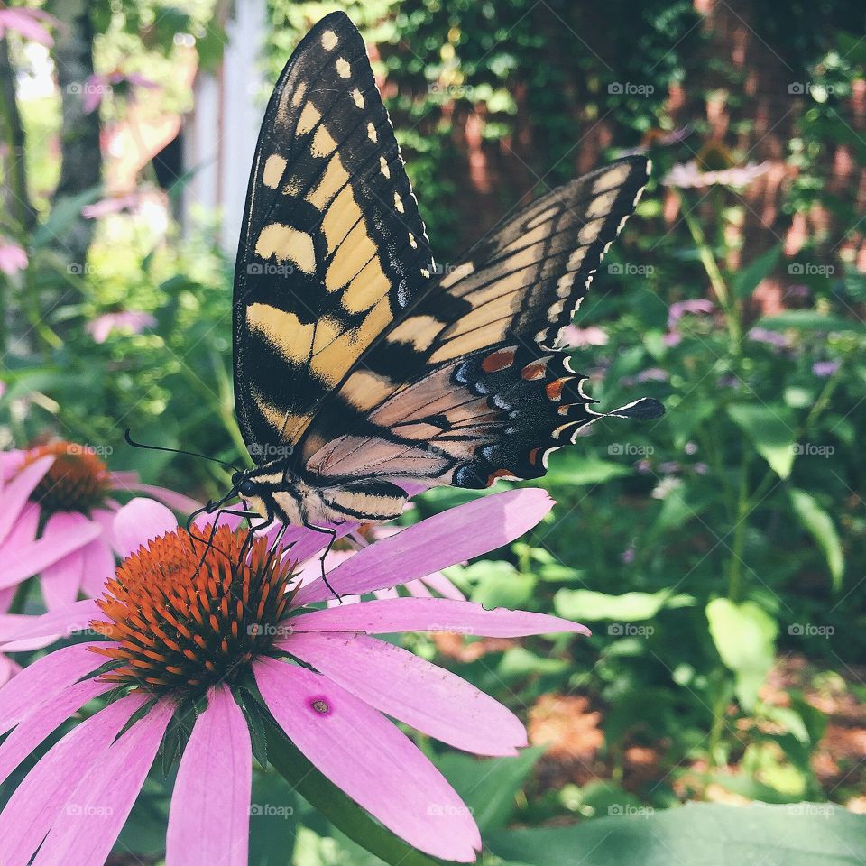 Butterfly Up-Close. close up of a beautiful butterfly on a flower. 