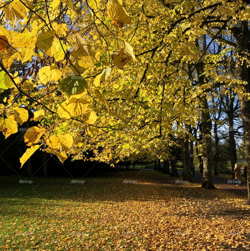 Yellow autumn leafs