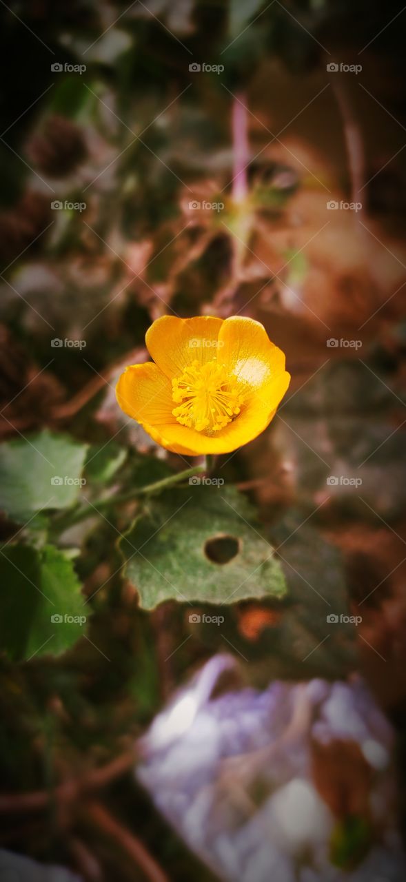 flower image