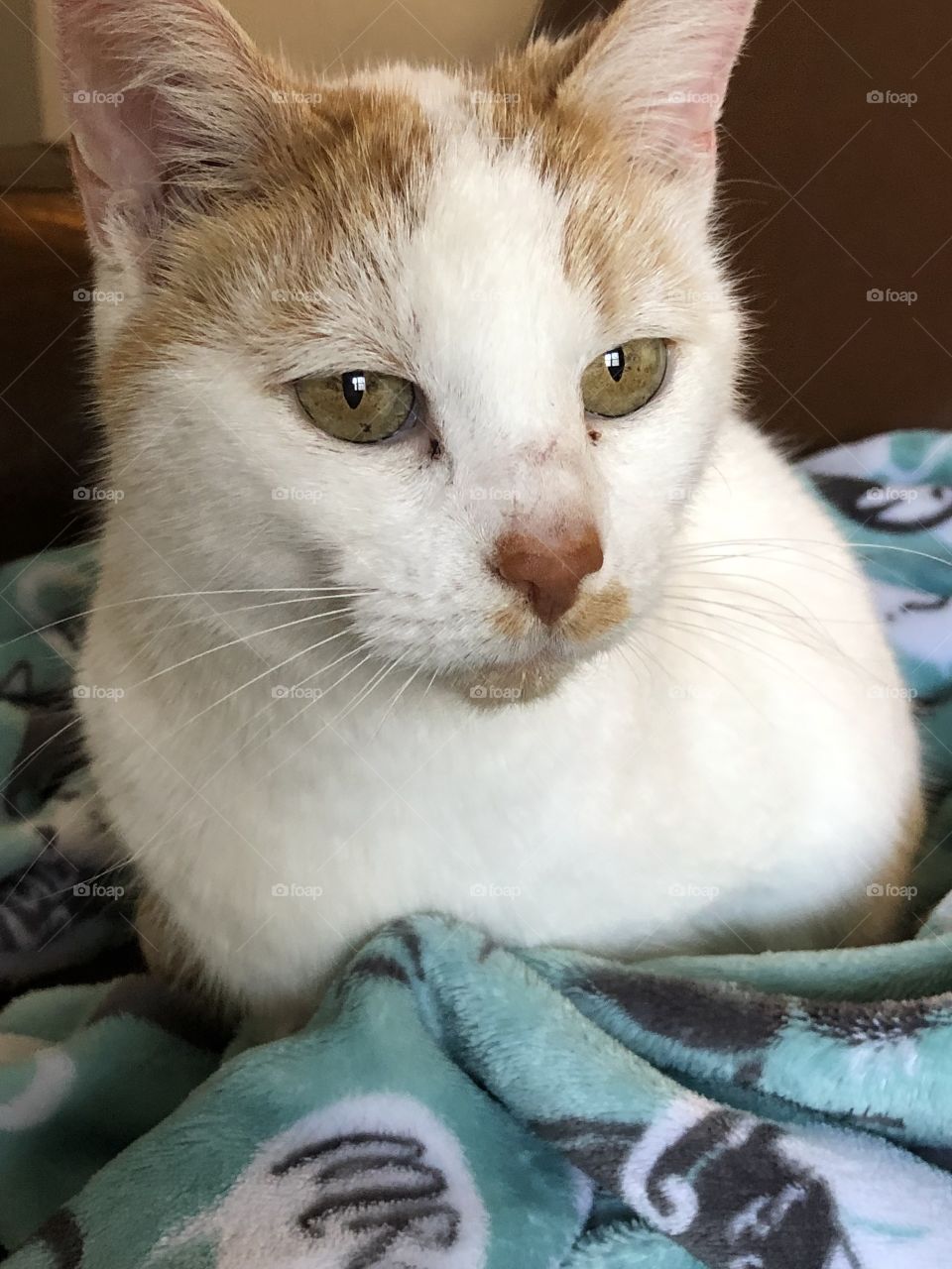 Cat on blanket