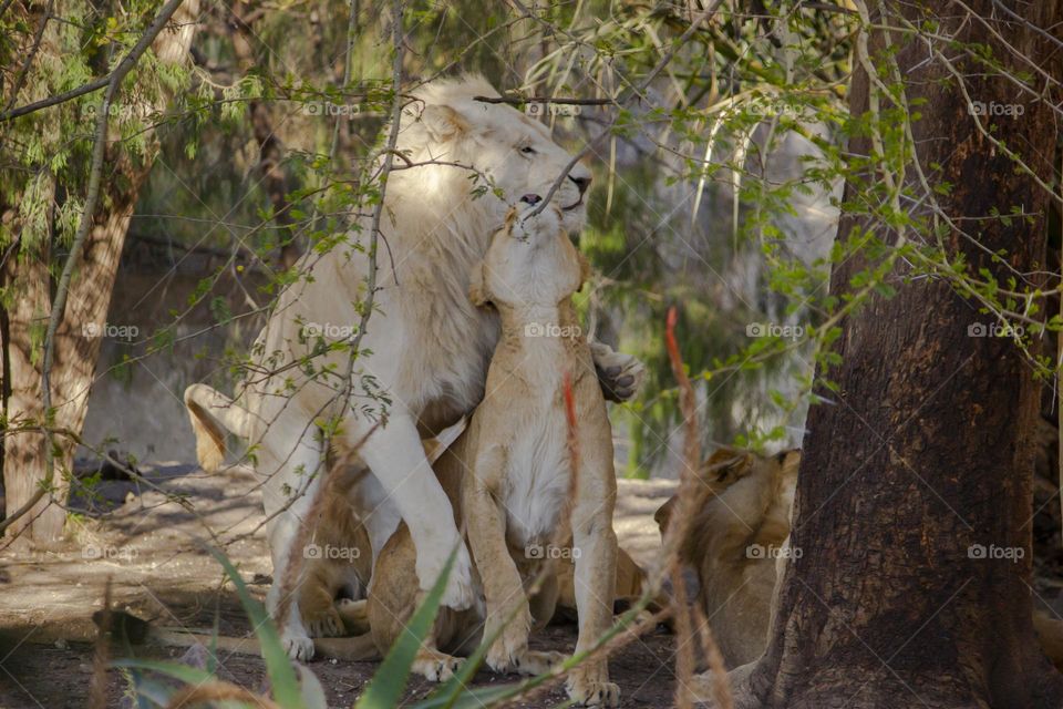 Lions at Africam Safari Puebla Mx