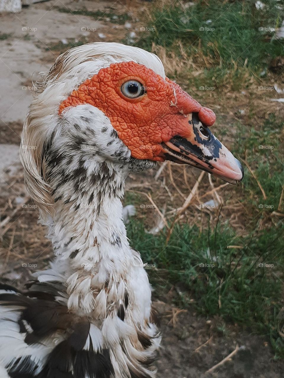 White domestic duck