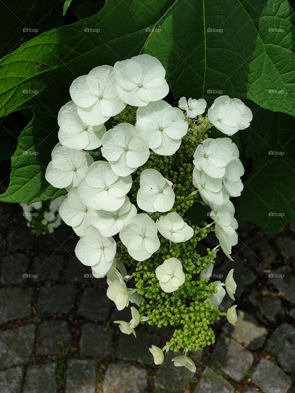 Palmengarten Frankfurt