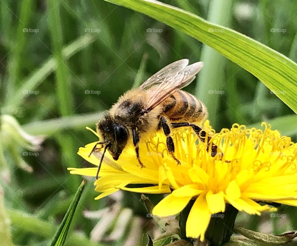 Honeybee on a Dandelion, honeybee. Dandelion, wings, bee, closeup, grass