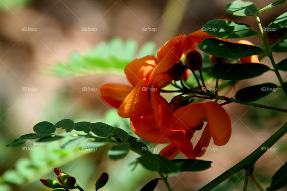 red flowers