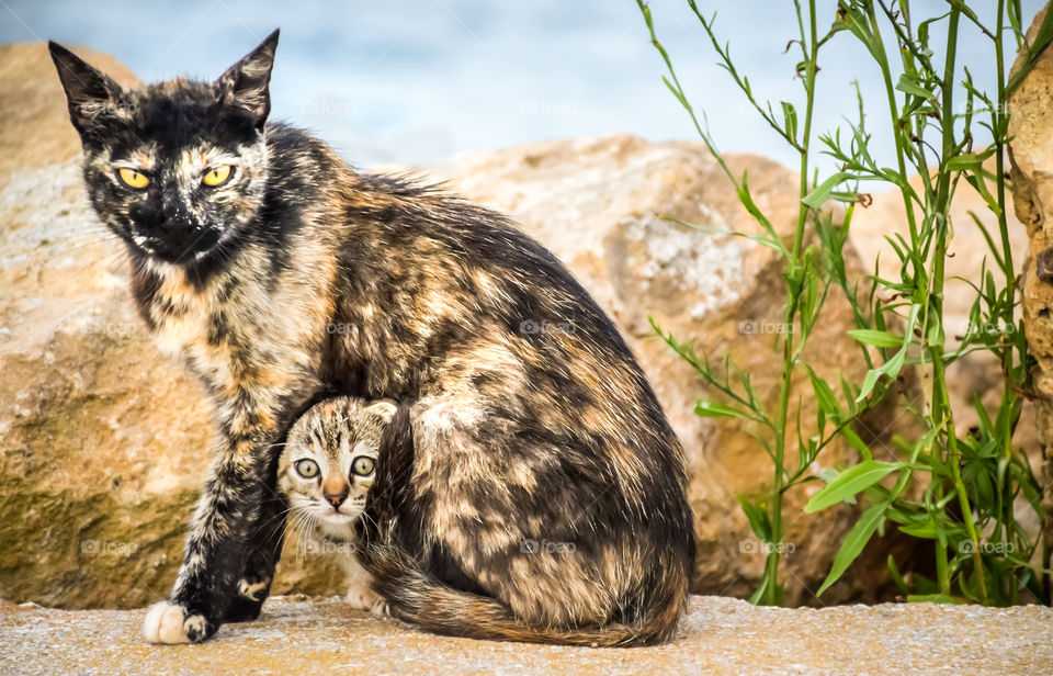 Mother Cat Protects Her Baby Kitten Outdoors
