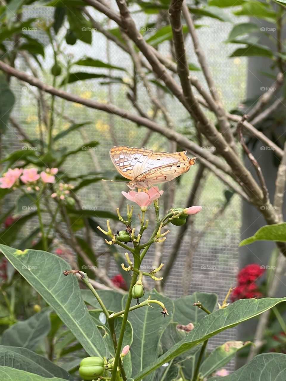 Butterfly