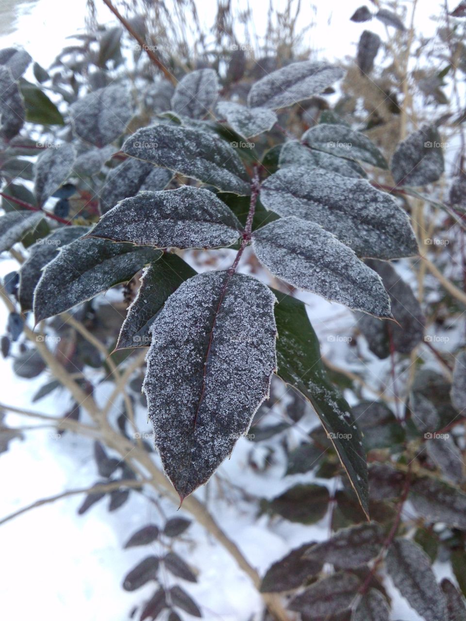 Frozen leaf in forest