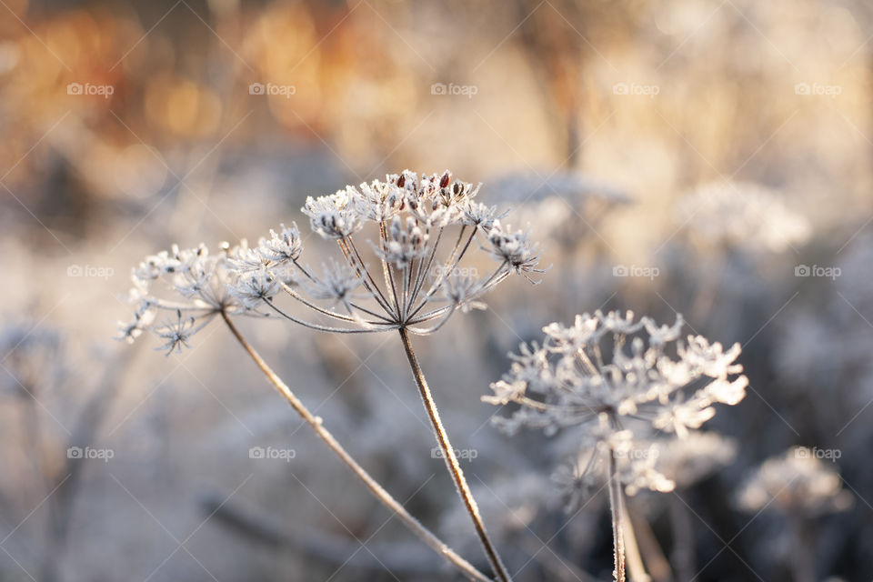 Winter nature 