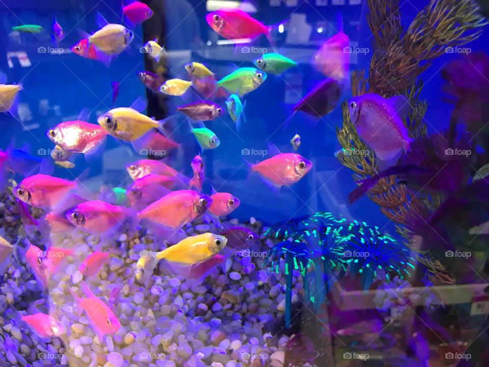 Colorful fish