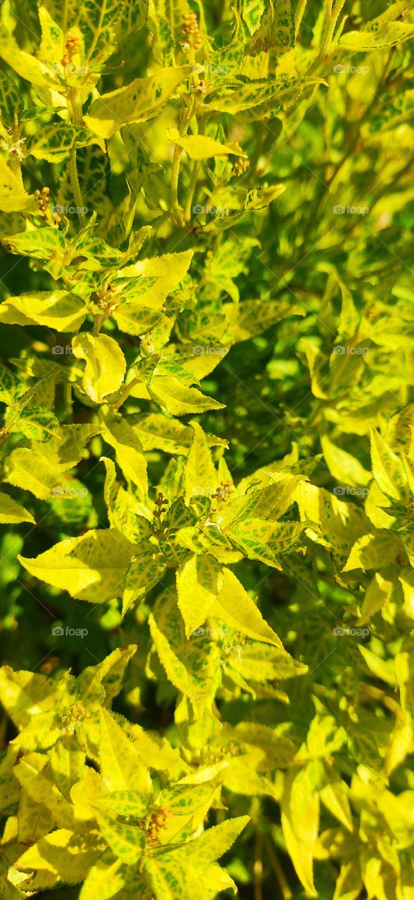 yellow leaf