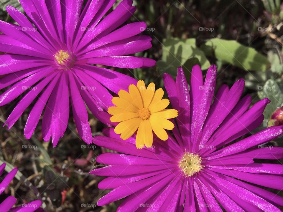 Contrasting tiny yellow flower
