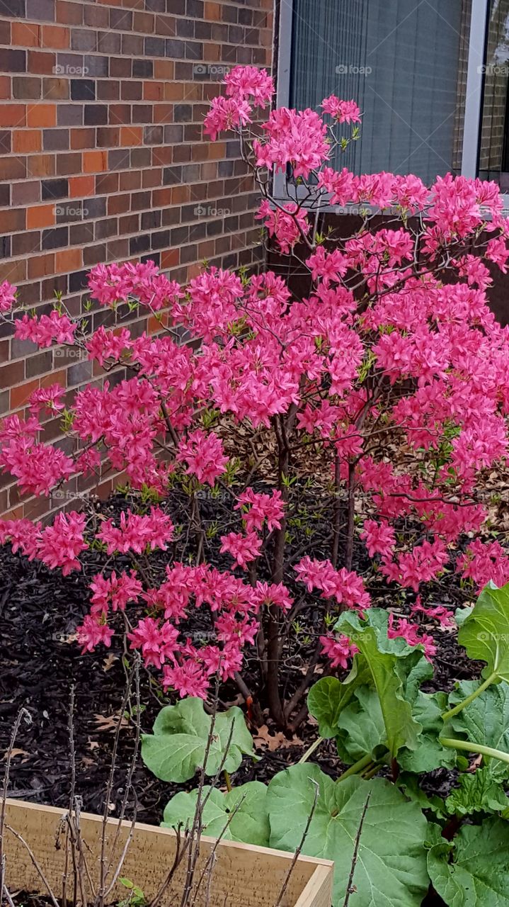 pink flower bush