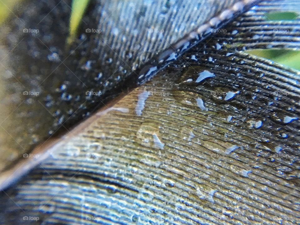 My Chickens are molting and leave me little feather treasures in the pasture...cover in dew drops.