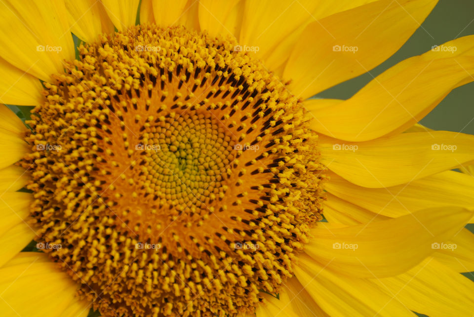 
Close up of sunflower