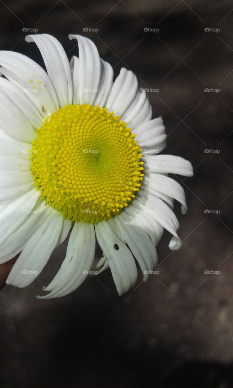 Very cool and pretty  flower my fiance picked for me!