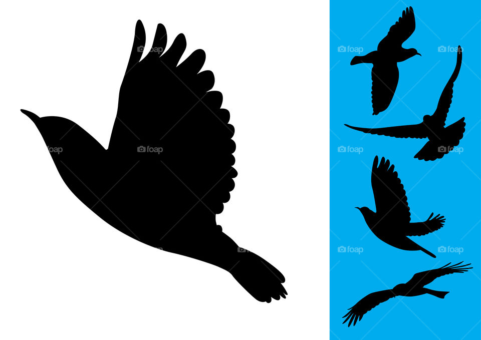 Five different flying birds illustrations