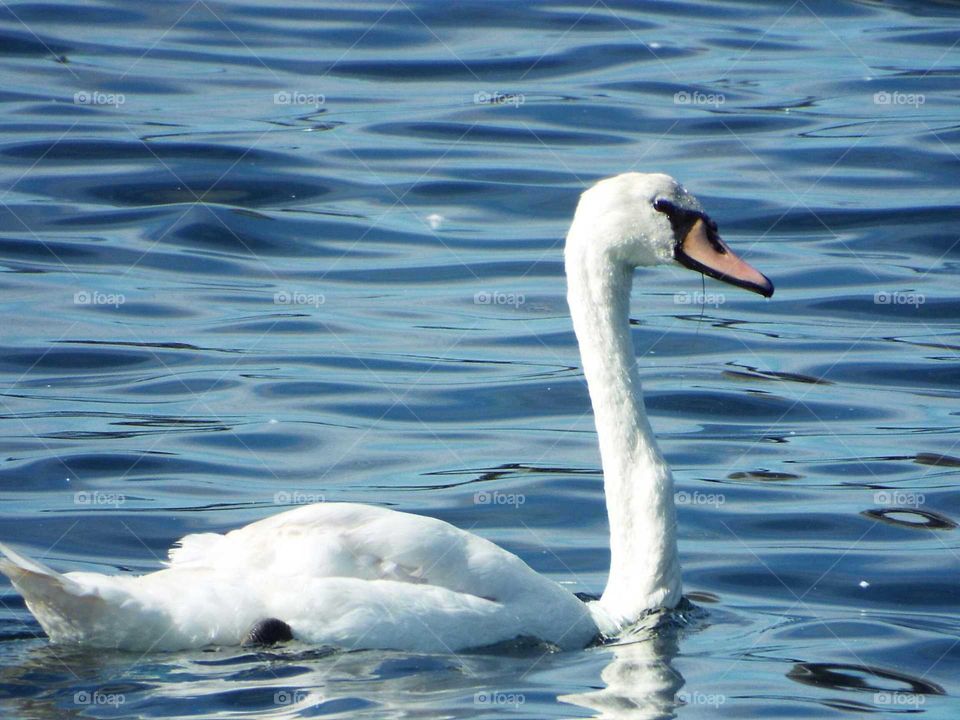 one beautiful swan