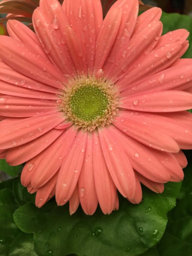 Gerbera flower
