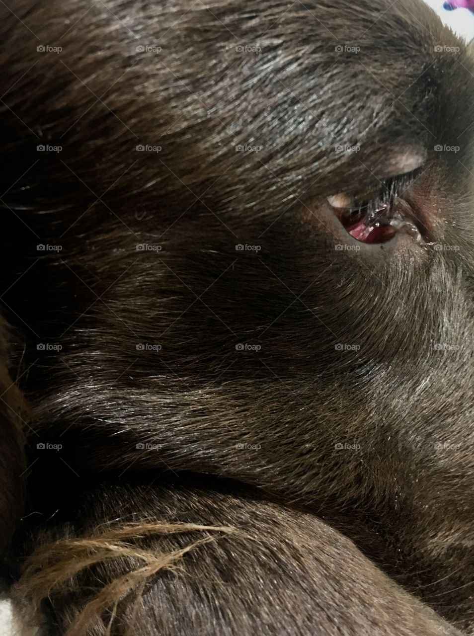 Flatcoat retriever headshot beautiful eye close up