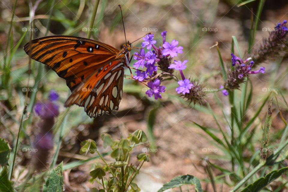 butterfly