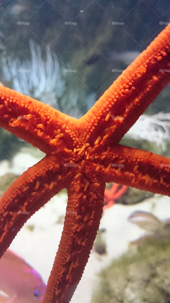 Very close starfish