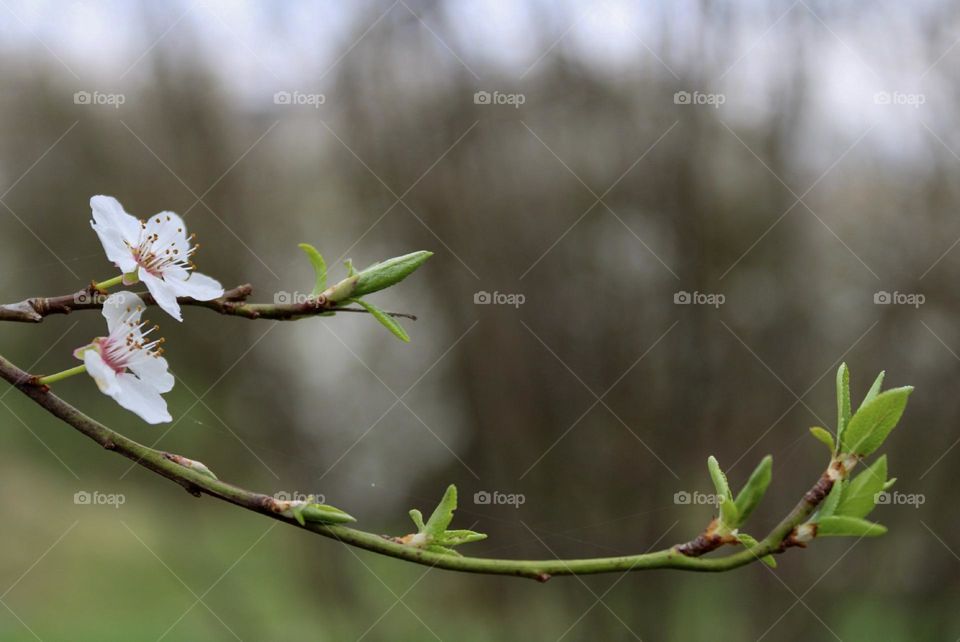 awakening of nature