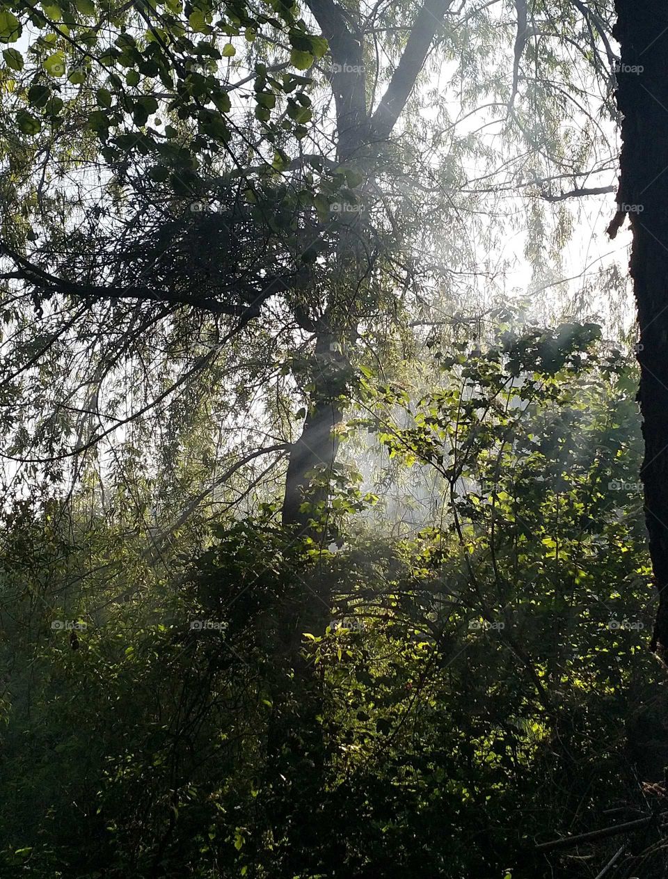 trees in smoke
