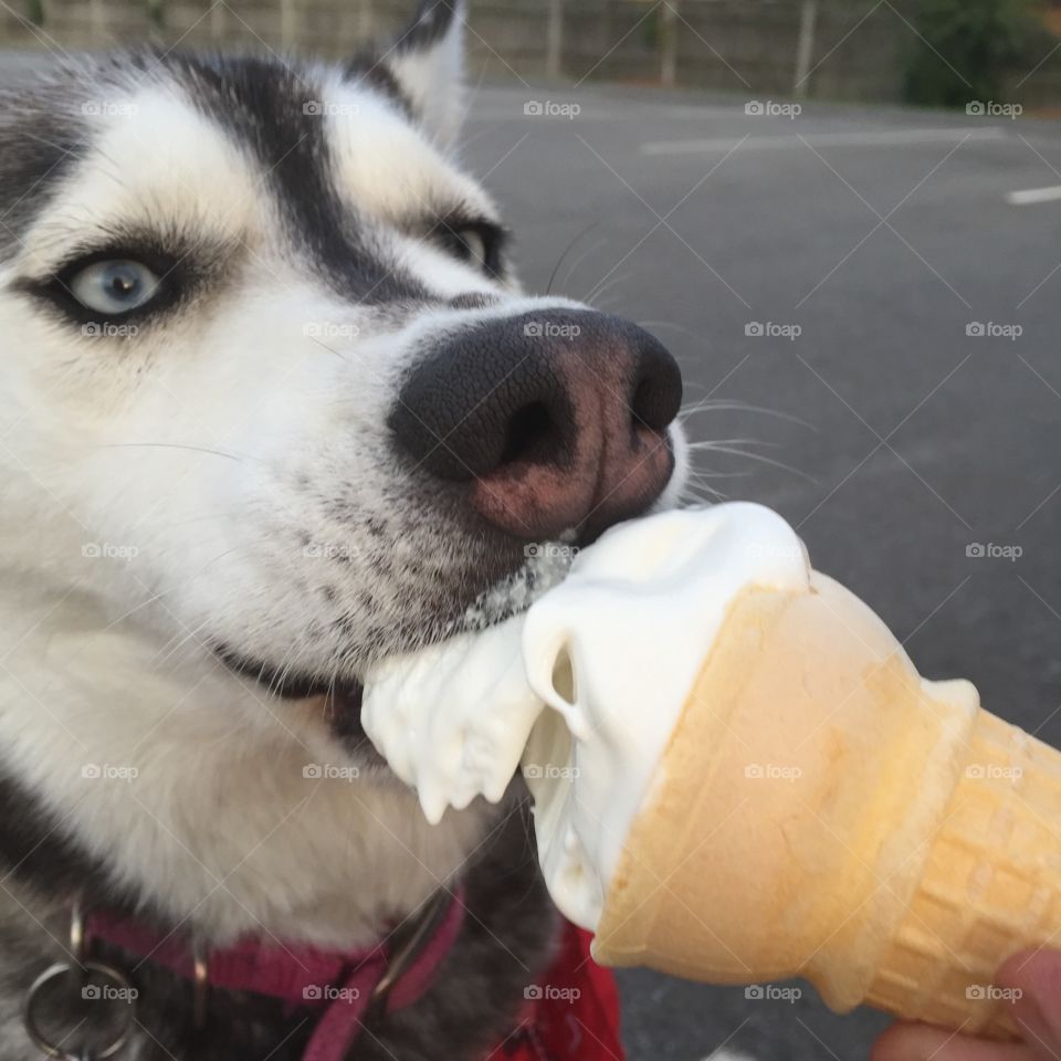 This dog is In ice cream haven.....