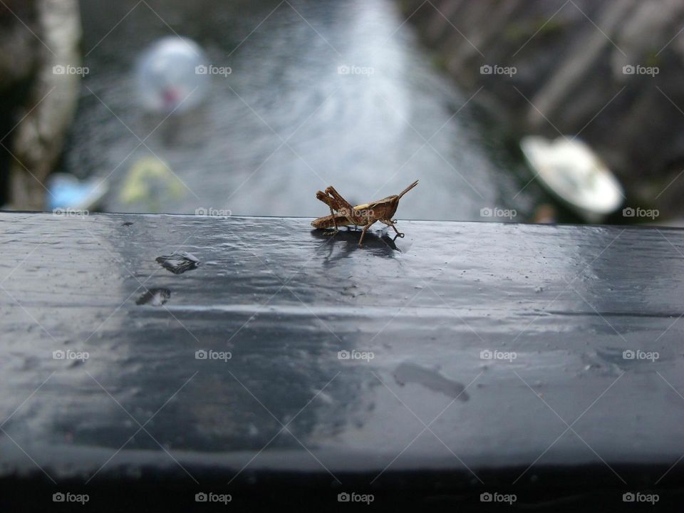 No Person, Wood, Outdoors, Blur, Nature