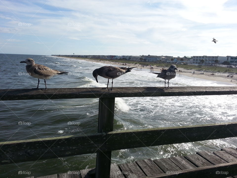 Seagulls. A saw this beautiful creatures lining up ready
 for pictures on the pier.
