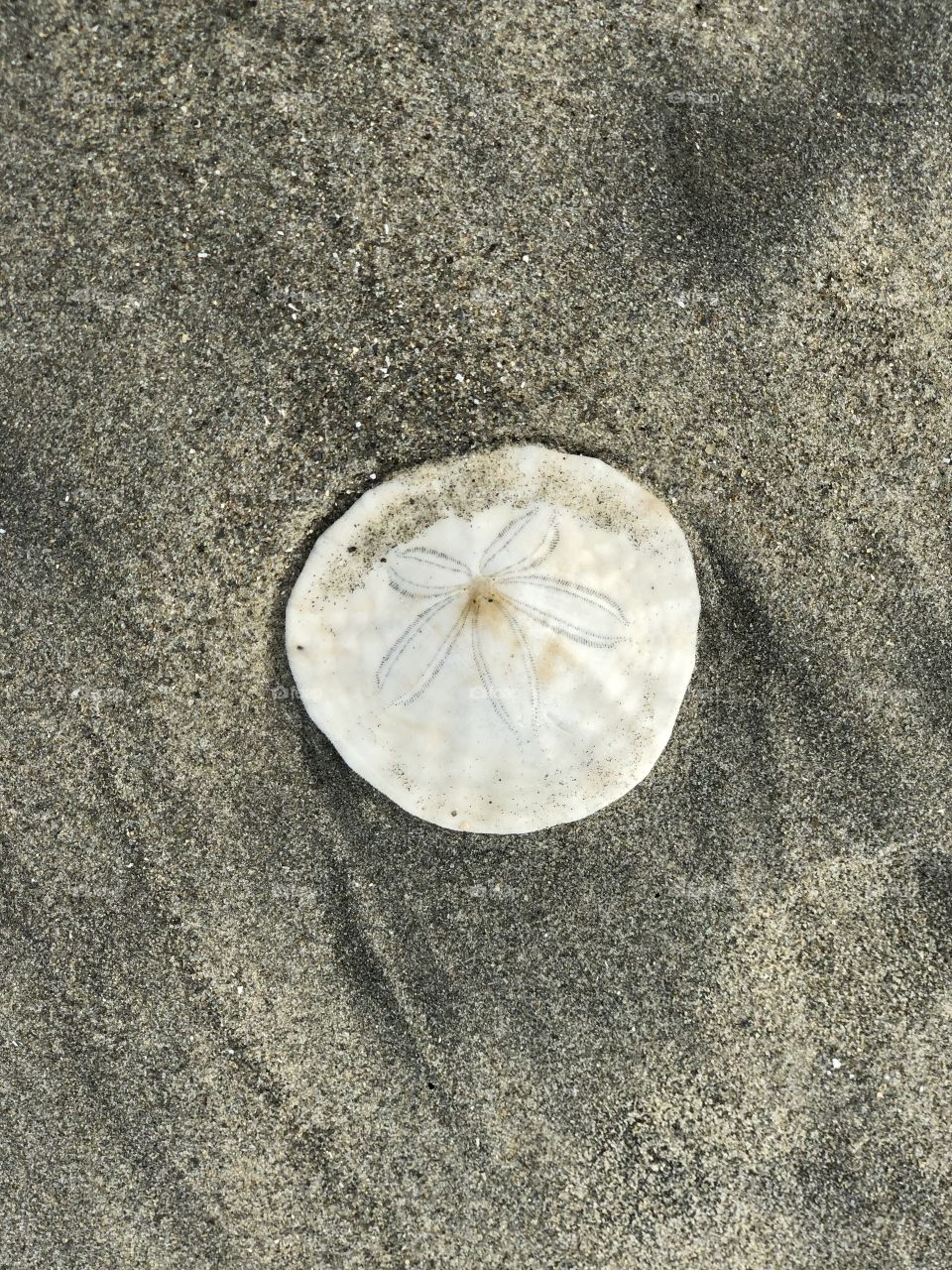 Sand Dollar
