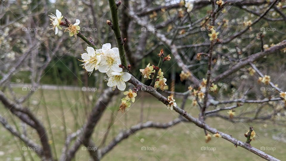 Plum blossom