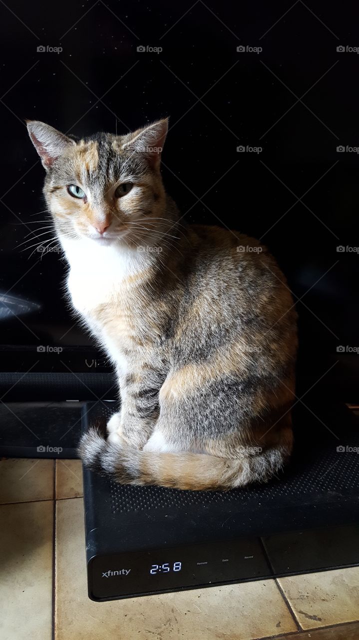 this cat knows a black background really brings out her beautiful fur colors