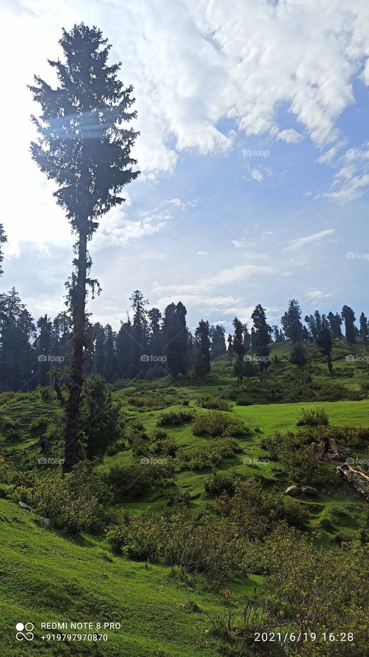 Sunset in Forest area in Keller Forest of Kashmir valley in J & K.....