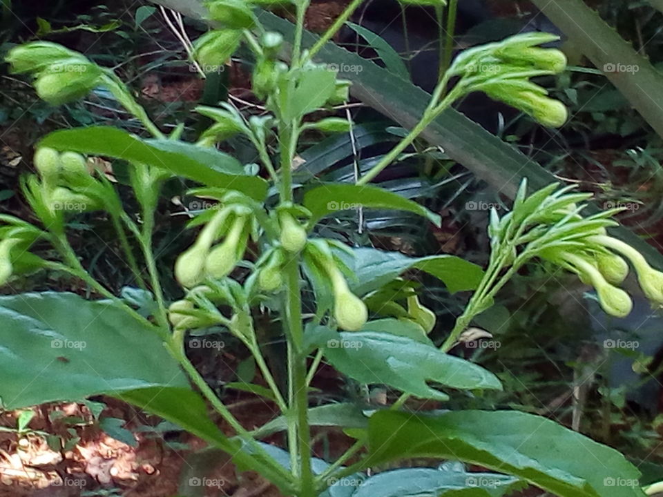 Flower buds