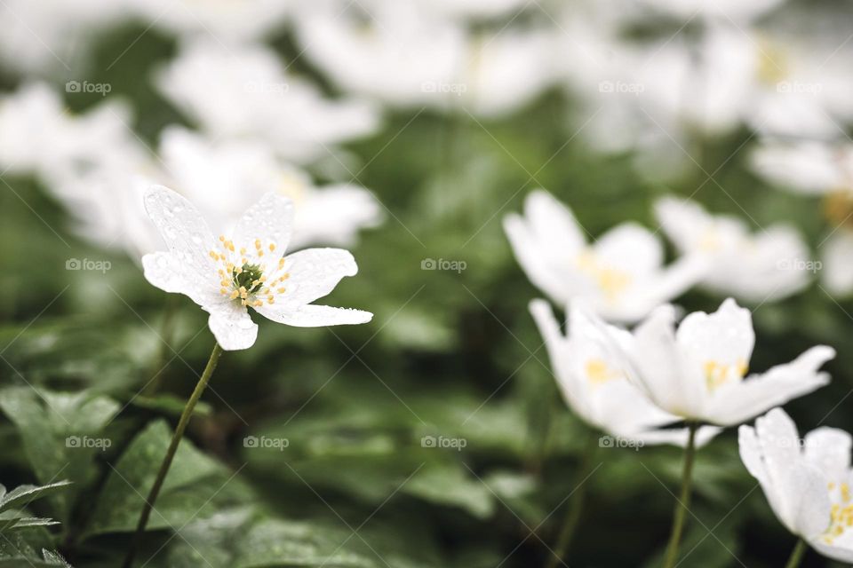 Close up or macro of spring flowers