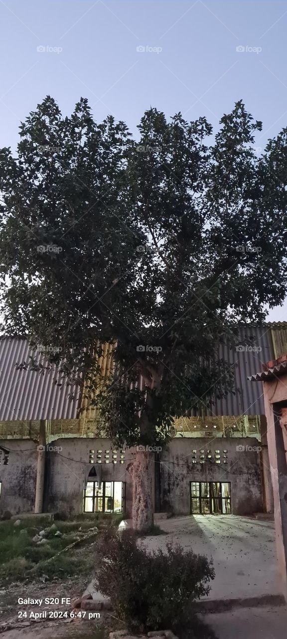 tree and Indian tree