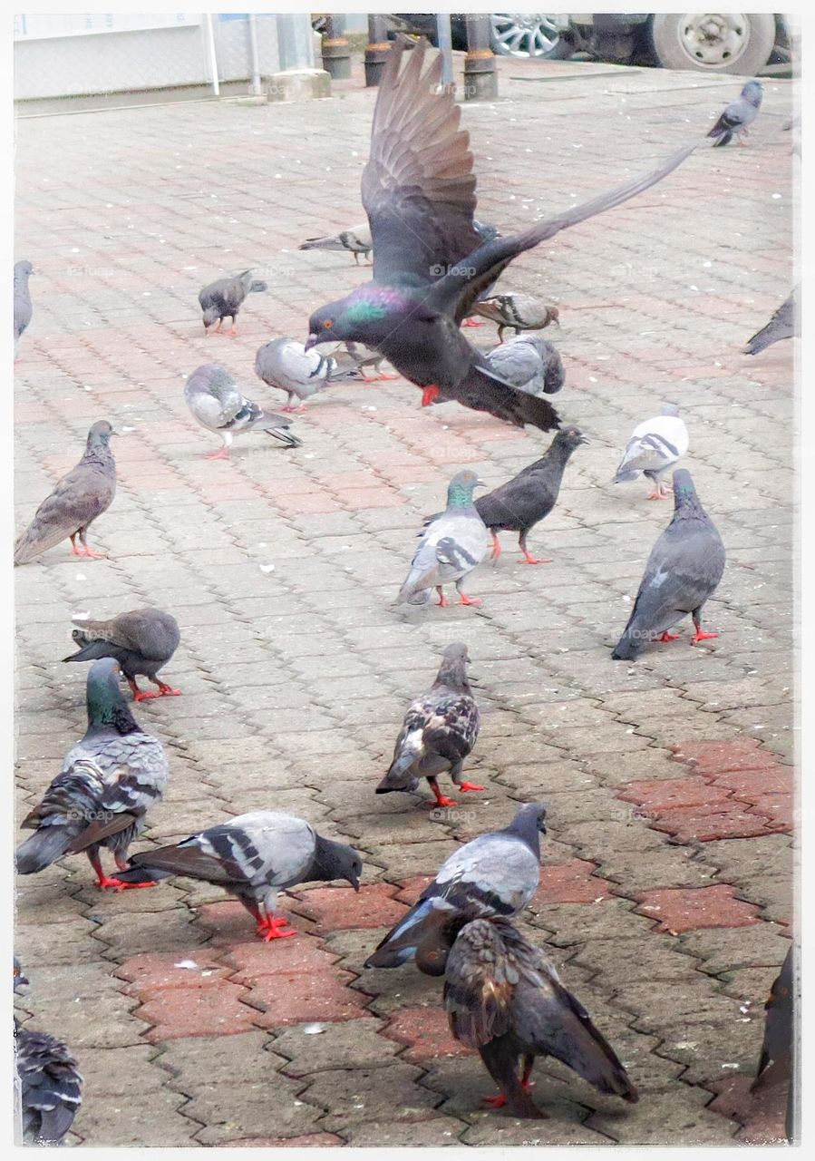 a group of city birds having their food