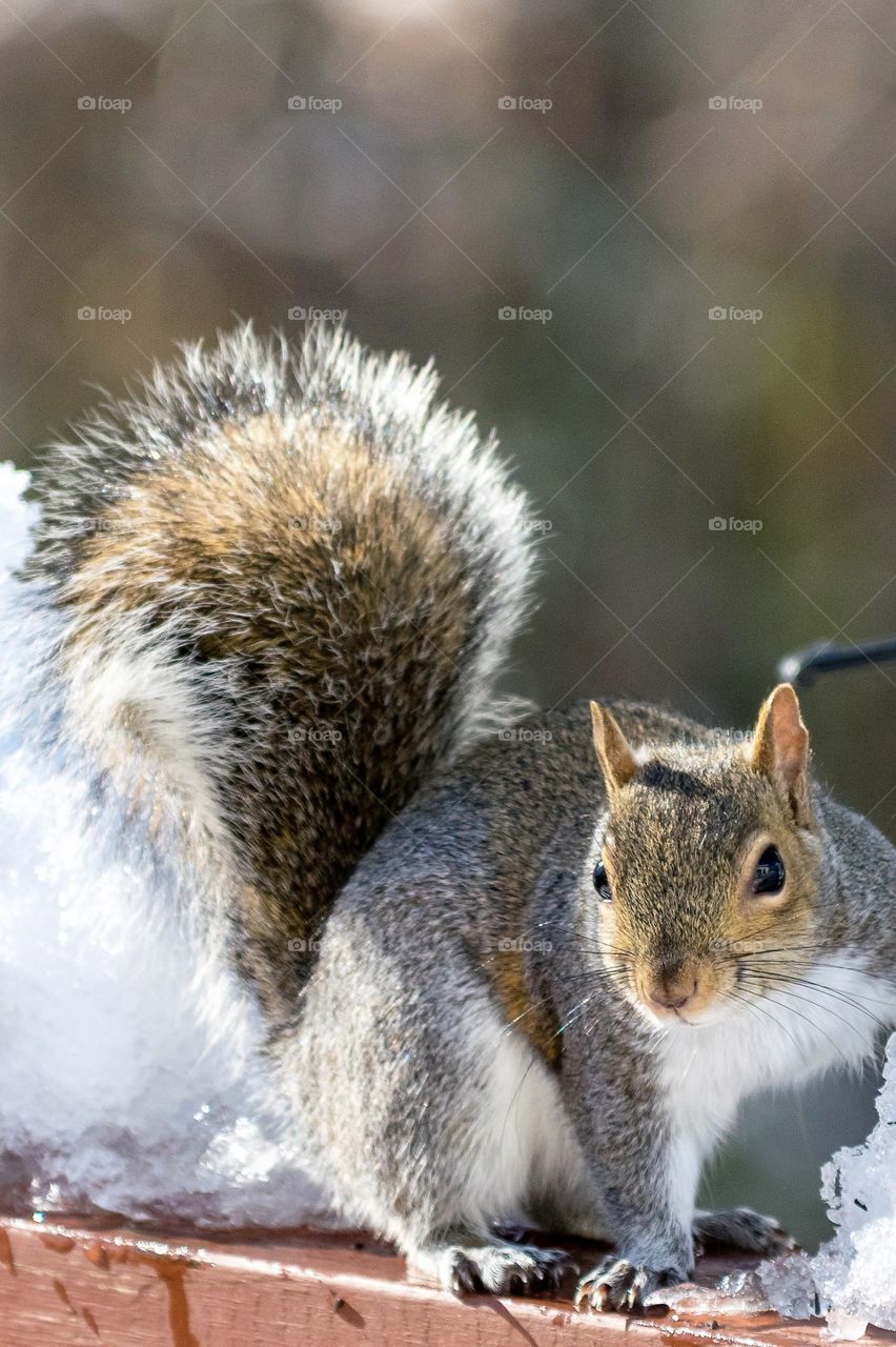 Busted at the bird feeder