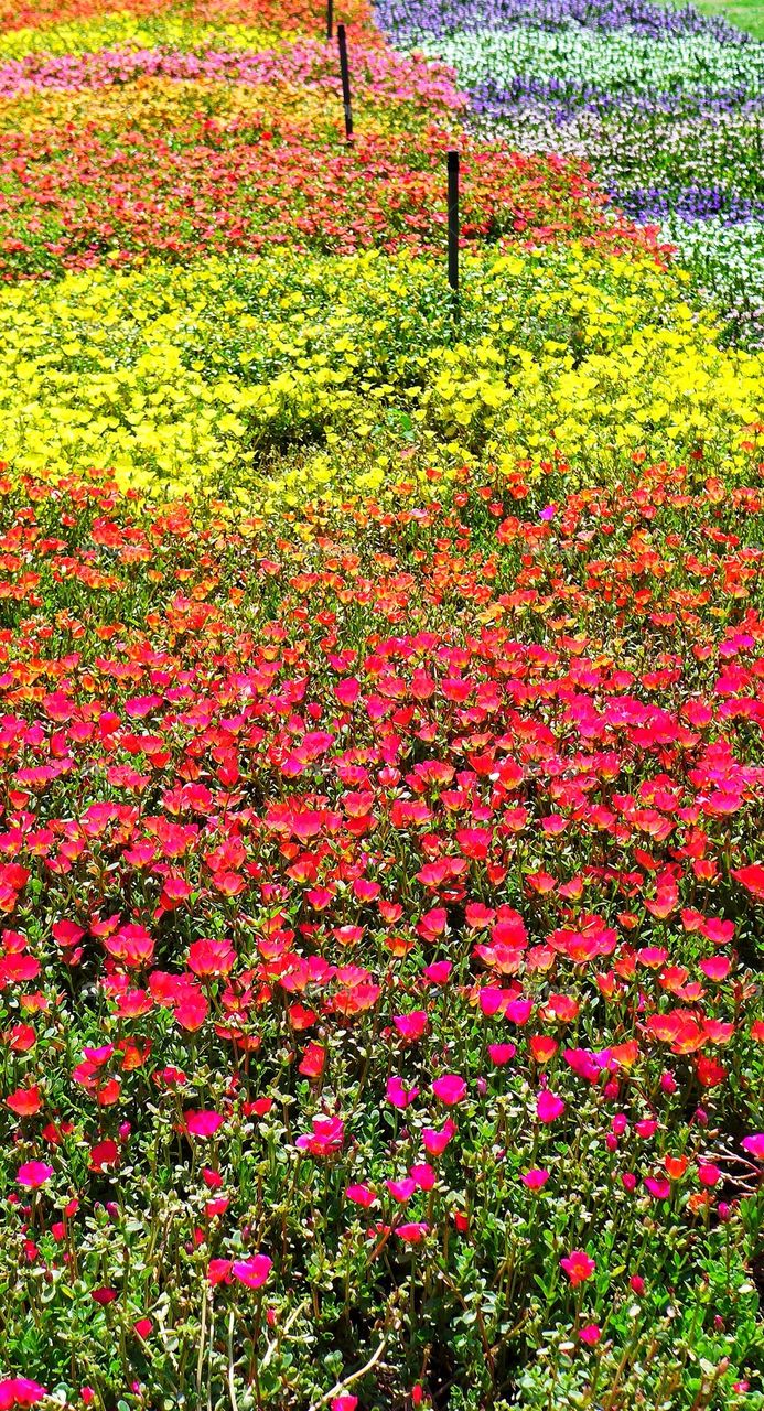 Blossoming summer flowers in arboretum