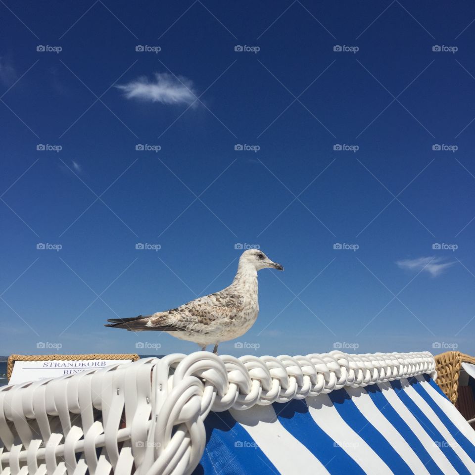 Calm seagull looking for summer 
