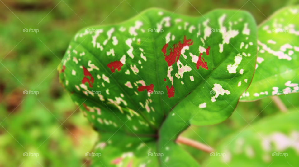 the beauty of the colors and shapes on the leafe