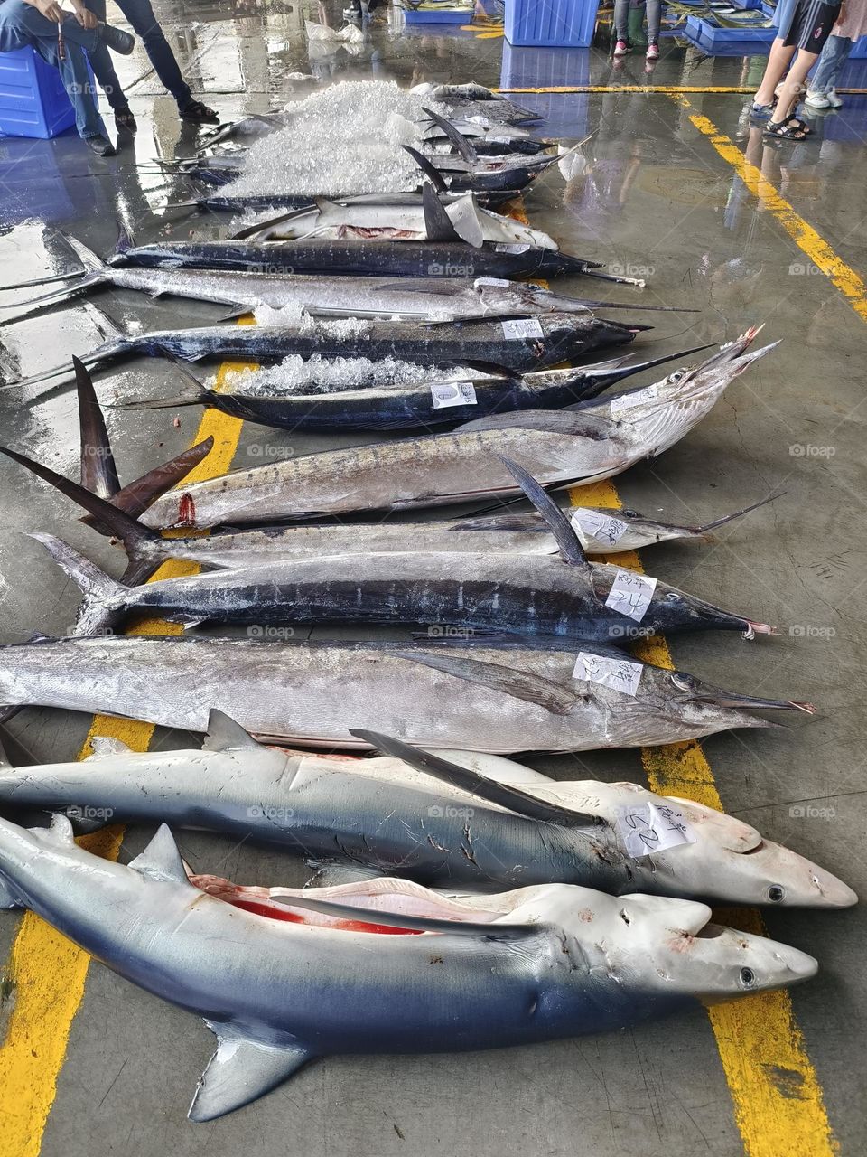 Fish market in the city