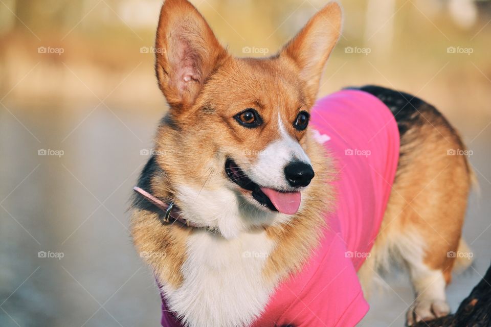 Corgi portrait