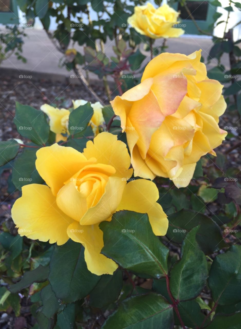 Yellow Roses