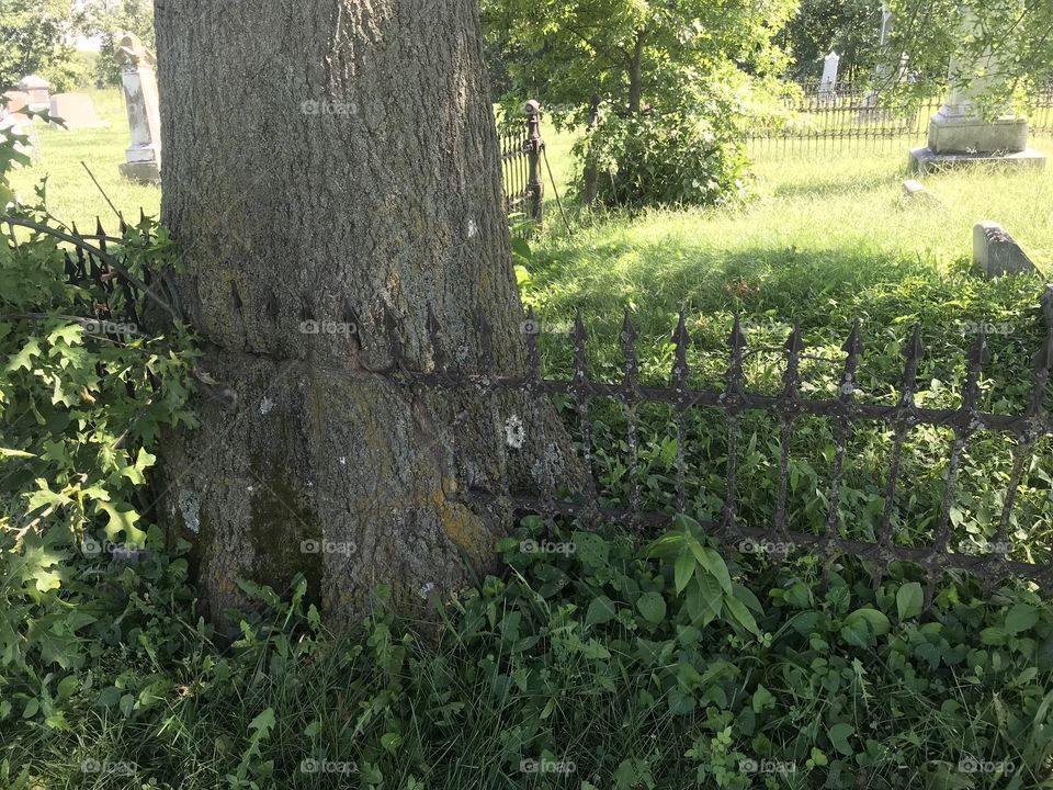 Fence in tree