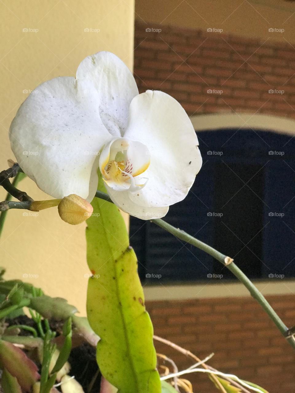 Plants in São Carlos in Brasil 