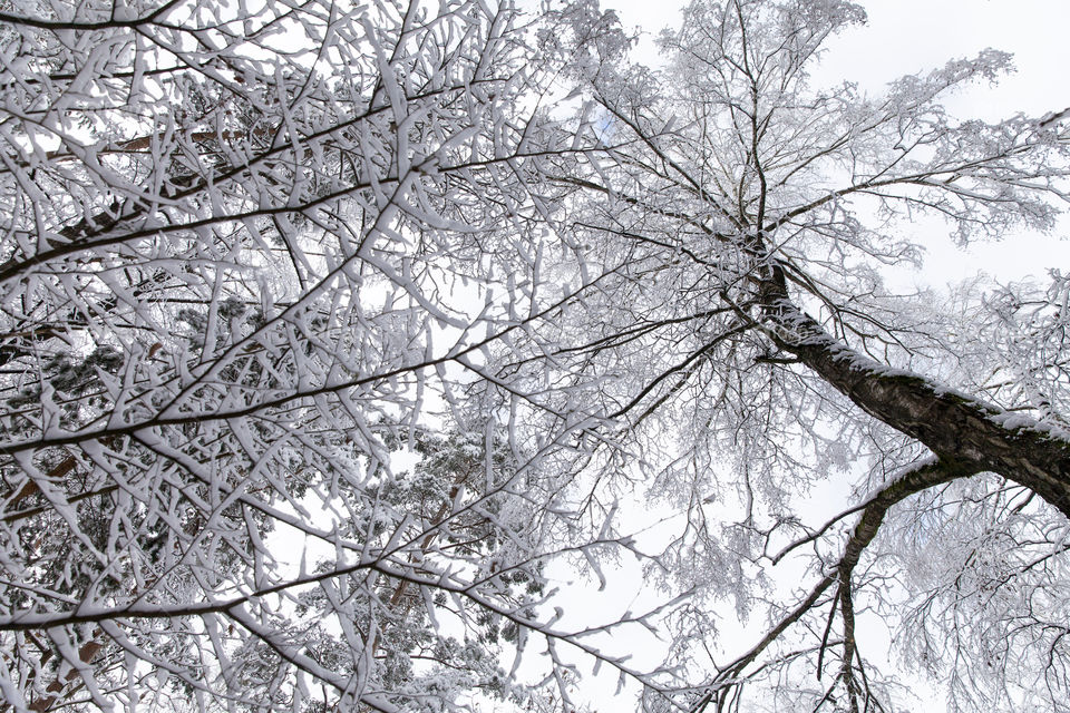 Beautiful  winter in the forest